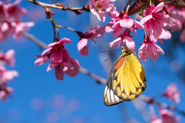 Wildlife Butterfly Flower Blossom — Stock Photo, Image