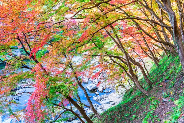 Φθινοπωρινή Περίοδος Φυλλώματος Στην Ιαπωνία — Φωτογραφία Αρχείου