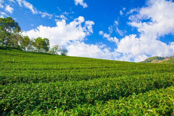Зеленая Чайная Ферма Голубое Небо — стоковое фото