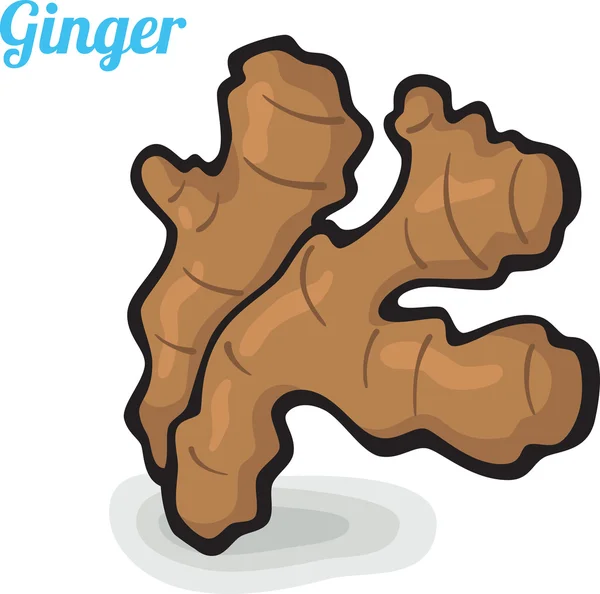 Ginger, fresh vegetables. — Stock Vector