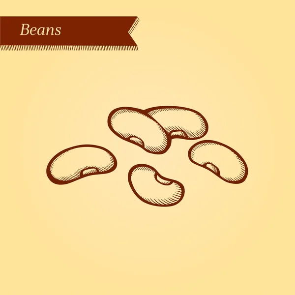 Beans, fresh vegetables. — Stock Vector