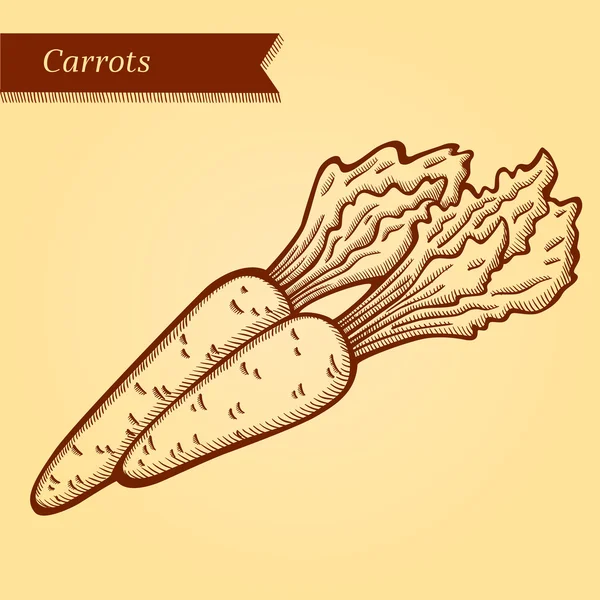 Морковь, свежие овощи . — стоковый вектор