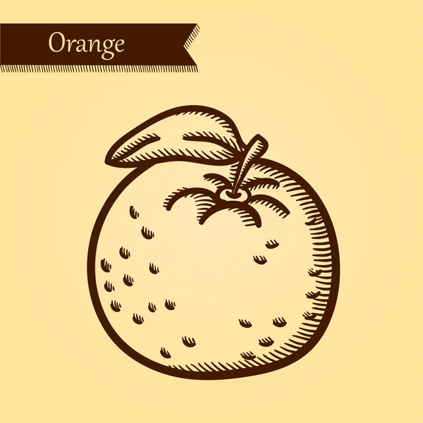 Oranje, verse vruchten. — Stockvector