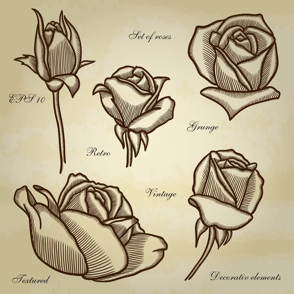 Rosas dibujadas a mano muy detalladas . — Vector de stock