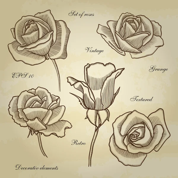 Rosas desenhadas à mão altamente detalhadas . — Vetor de Stock