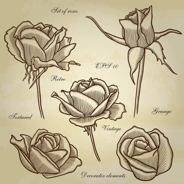 Высокая детализация ручной работы роз . — стоковый вектор