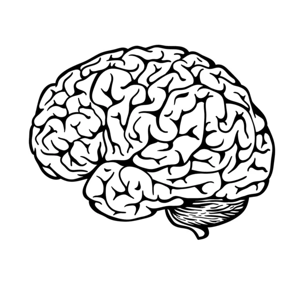 Human brain — Stock Vector