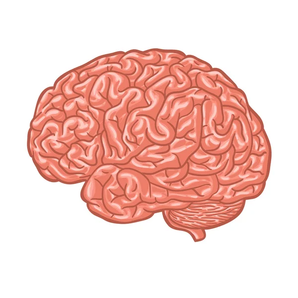 Cerebro humano — Vector de stock