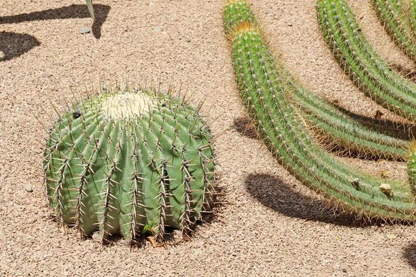Close-up van een stekelig cactus, exotische planten — Stockfoto