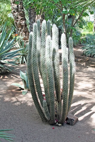 Primer plano de un cactus espinoso, plantas exóticas —  Fotos de Stock