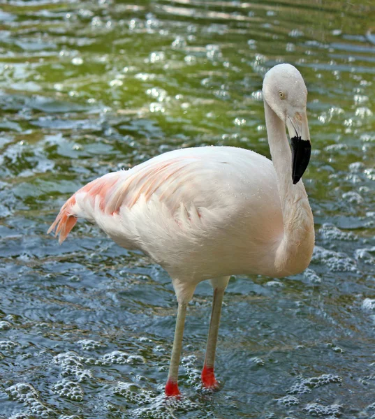 Růžový plameňák sám stát ve vodě — Stock fotografie