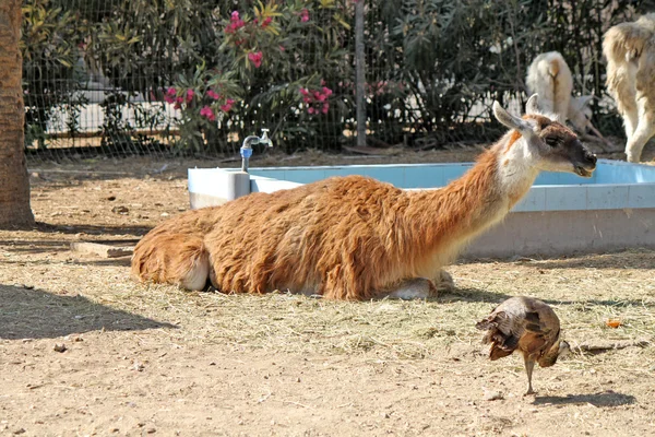 Lama vilar på halm och fåglar runt — Stockfoto