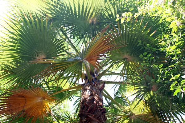 Bosque tropical: hermosas palmeras y otros árboles bajo la luz del sol —  Fotos de Stock