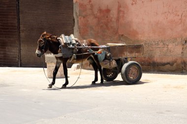 gri eşek ile boş bir sepeti