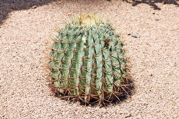 Nahaufnahme eines stacheligen Kaktus, exotische Pflanzen — Stockfoto