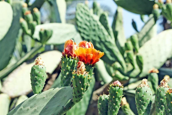 Close-up van een stekelig cactus en een vlieg — Stockfoto