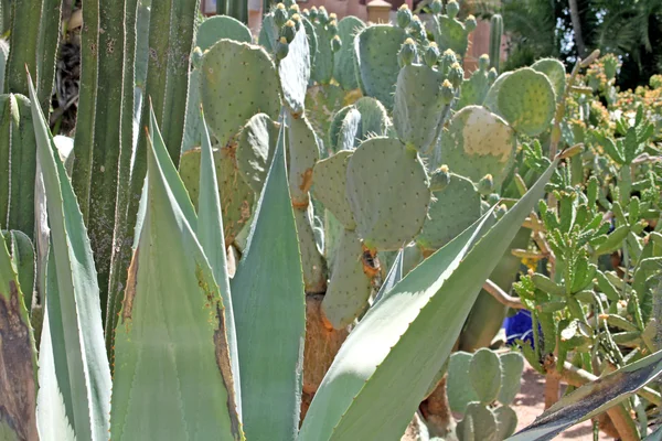 Many various green exotic cactuses of different size — Stock Photo, Image