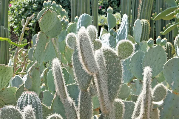 Många olika gröna exotiska kaktusar av olika storlek — Stockfoto
