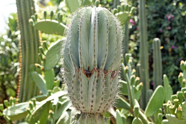 Close-up van een stekelig cactus, exotische planten — Stockfoto