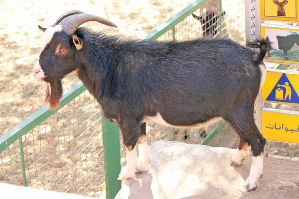 Un primer plano de cabra blanca y negra — Foto de Stock