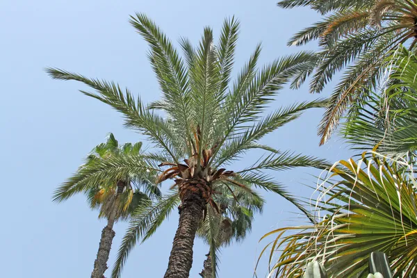 Tropical forest: beautiful palms and other trees under sunlight — Stock Photo, Image