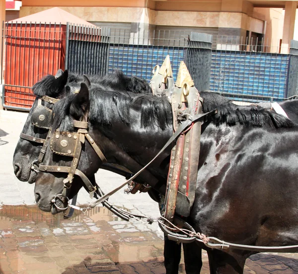 Portrait of two harnessed black horses — Stock Photo, Image