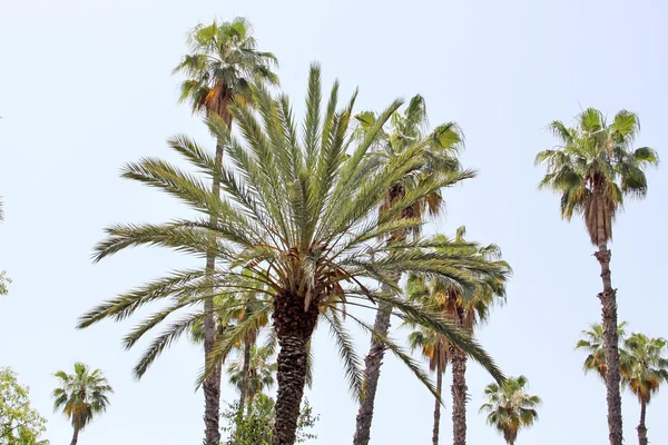 Parlak mavi gökyüzü güneşli palm tree tops ile — Stok fotoğraf