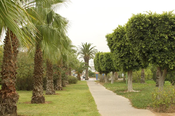 热带巷子里的美丽的绿色棕榈树 — 图库照片