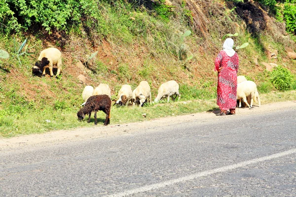 Vrouw herder hoeden sheeps — Stockfoto