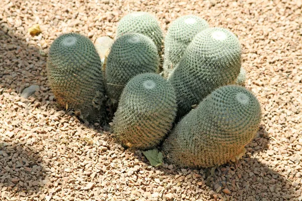 Närbild av en taggig kaktus, exotiska växter — Stockfoto