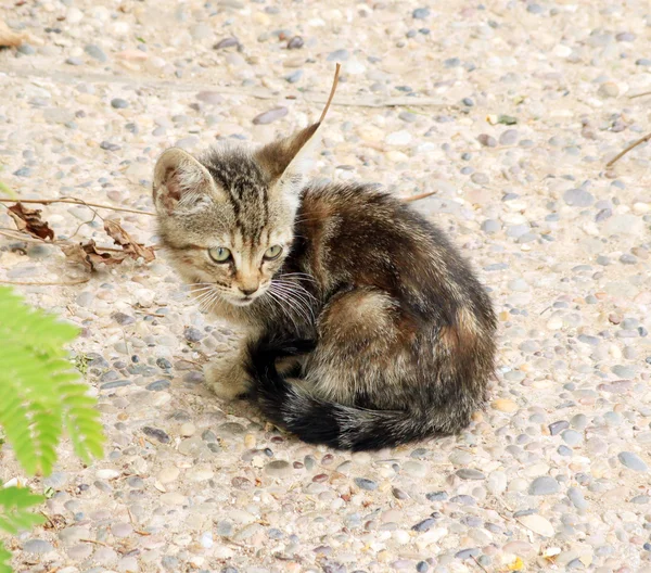 거리에 앉아 작은 슬픈 고양이 — 스톡 사진