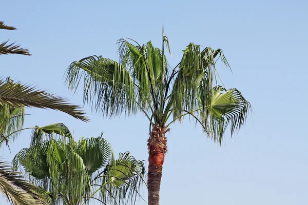 Green palm tree top backgrounded by a clear blue sky — Stock Photo, Image