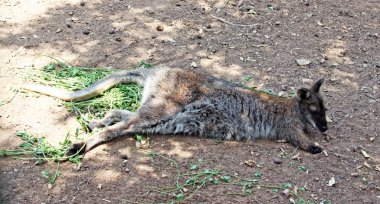 yerde yatan gri kanguru