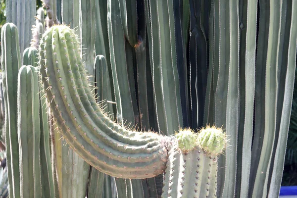 Vele verschillende groene exotische cactussen van verschillende grootte — Stockfoto
