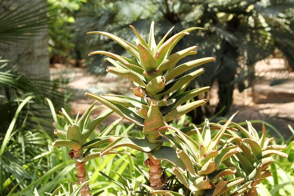 Impianto di Aloe vera utilizzato in Sanità e Medicina — Foto Stock