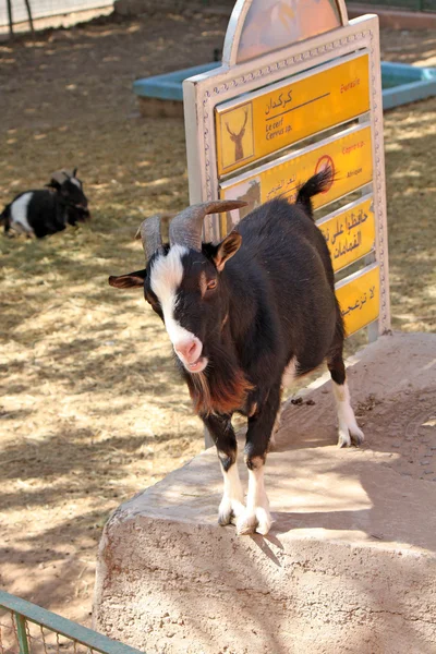 Um close-up de cabra preta e branca — Fotografia de Stock