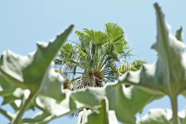 Das tropische Paradies: Blätter, Palmen und klarer Himmel — Stockfoto