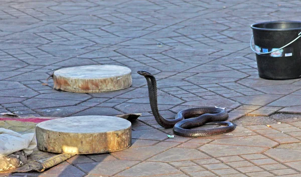 Angry black cobra snake
