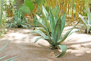 dikenli kaktüs, egzotik bitkiler Close-Up