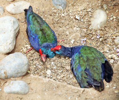 İki nadir kuş - takahe