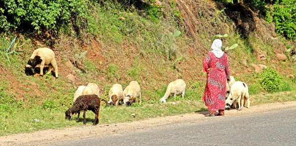 Woman shepherd herding sheeps — Stock Photo, Image