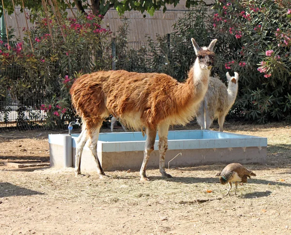 Lama em pé no chão Imagem De Stock