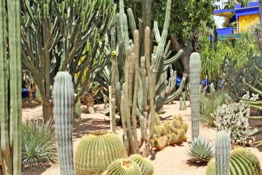 Many various green exotic cactuses of different size clipart