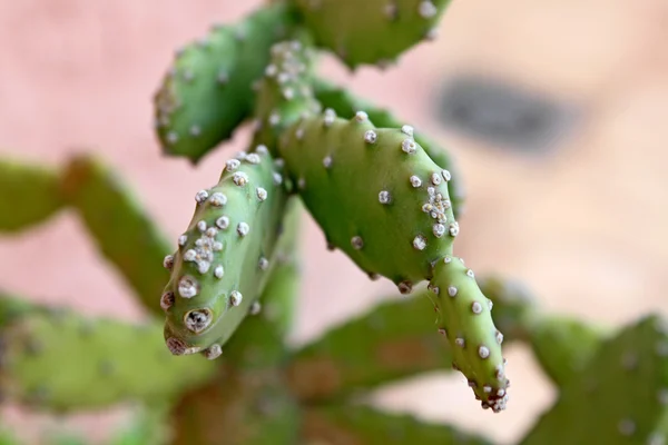 Primo piano di un cactus spinoso — Foto Stock