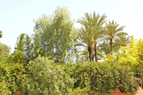 美丽的棕榈树和其他热带树木的花园 — 图库照片