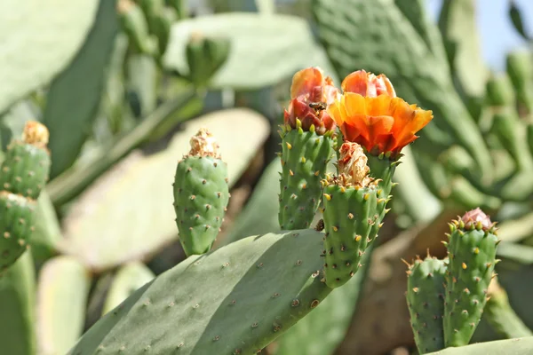 Primer plano de un cactus espinoso y una mosca —  Fotos de Stock
