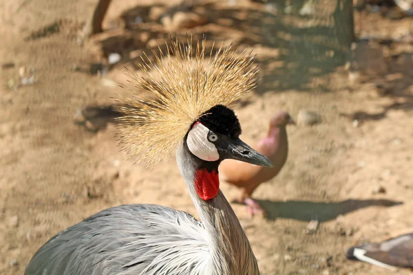 Pássaro africano: guindaste coroado cinza (Balearica regulorum ) — Fotografia de Stock