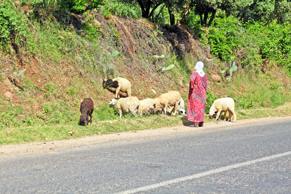 Woman shepherd herding sheeps