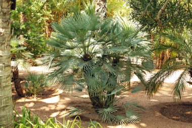 tropikal Bahçe: ağaçlar, avuç içi, kaktüsler, yuccas, vb.