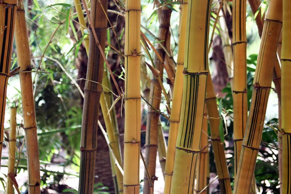 Colorful Bamboo Trunks in Sunlight in tropic forest — Stock Photo, Image